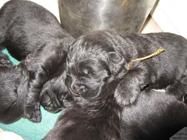 Фото: ньюфаундленд Ёка Она с Берега Дона (Joka Ona s Berega Dona)