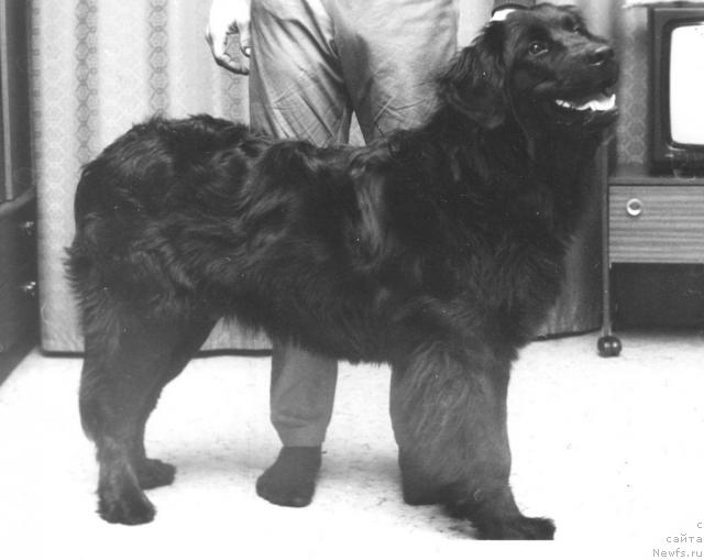 Фото: ньюфаундленд Элизабет фон Крайскопф