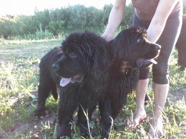 Фото: ньюфаундленд Баловень Судьбы, ньюфаундленд Баловень Судьбы