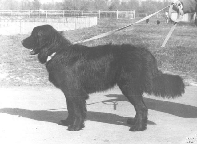 Фото: ньюфаундленд Кнеппи