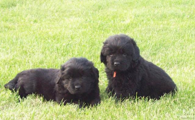 Фото: ньюфаундленд Ценная Штучка, ньюфаундленд Целитель Души