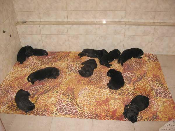 Фото: ньюфаундленд Ёка Она с Берега Дона (Joka Ona s Berega Dona)