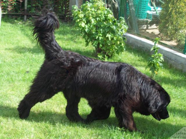 Фото: ньюфаундленд Bembi