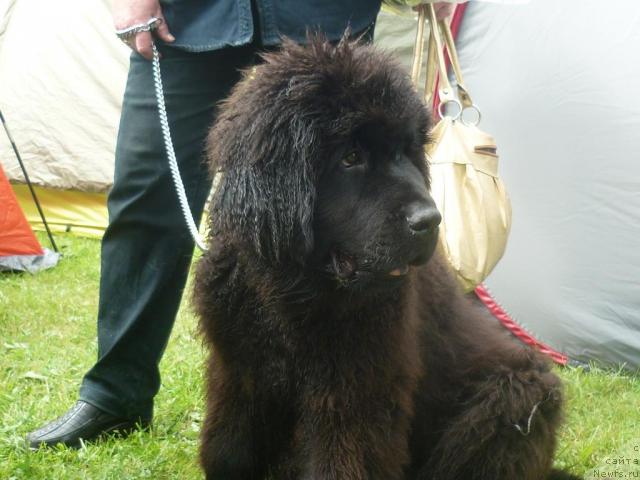 Фото: ньюфаундленд Фанньюф Удачный Шалопай