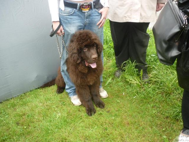 Фото: ньюфаундленд Фанньюф Успех в Шоколаде