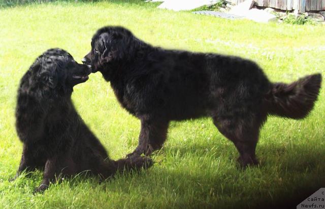 Фото: ньюфаундленд Лихой Казак, ньюфаундленд Полночная Звезда