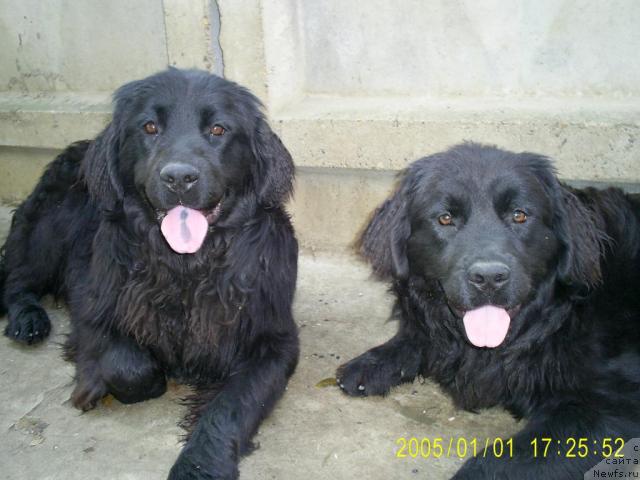 Фото: ньюфаундленд Варвара