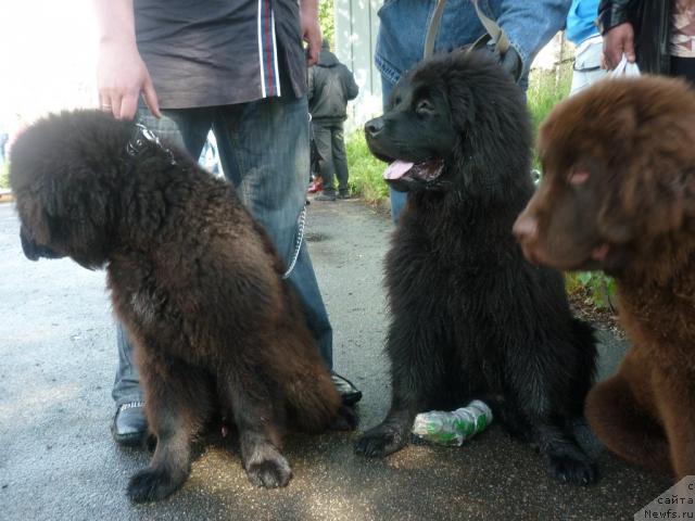 Фотография № 44237