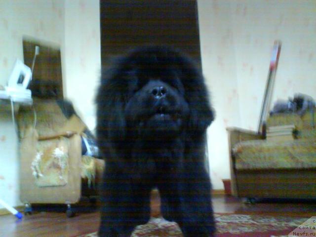 Фото: ньюфаундленд Бегущая по Волнам Ритм энд Блюз