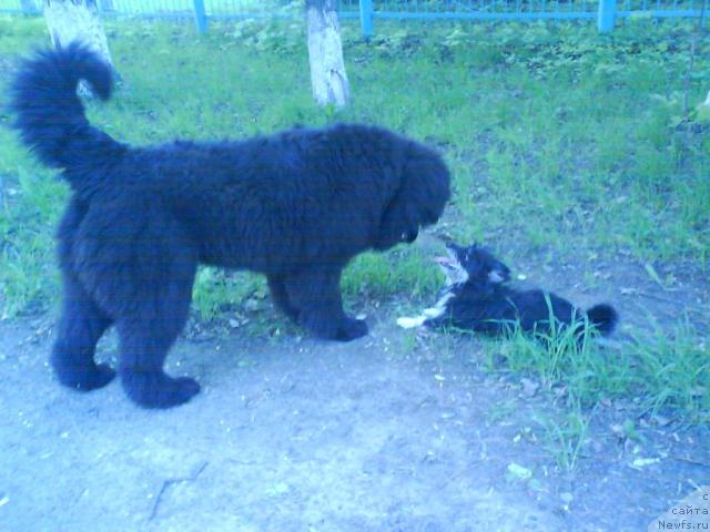 Фото: ньюфаундленд Бегущая по Волнам Ритм энд Блюз