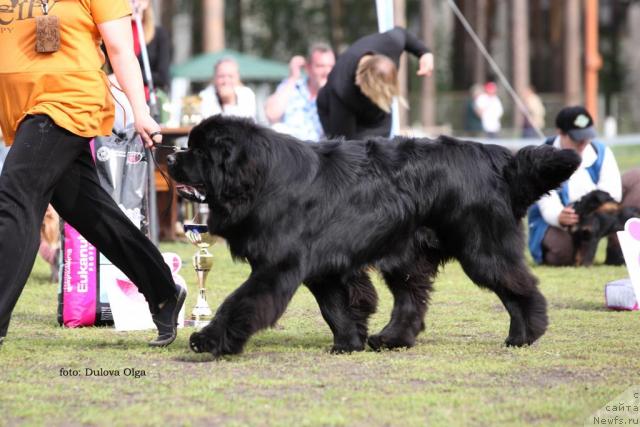 Фото: ньюфаундленд King of Helluland I'm Precious
