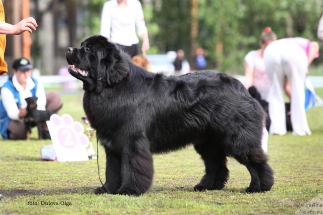 Фото: ньюфаундленд King of Helluland I'm Precious