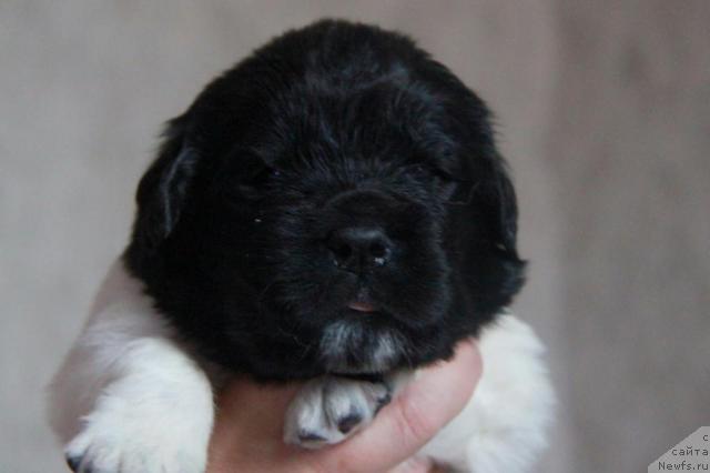 Фото: ньюфаундленд Аквиан Сонг Зес Трибьют ту Фешен