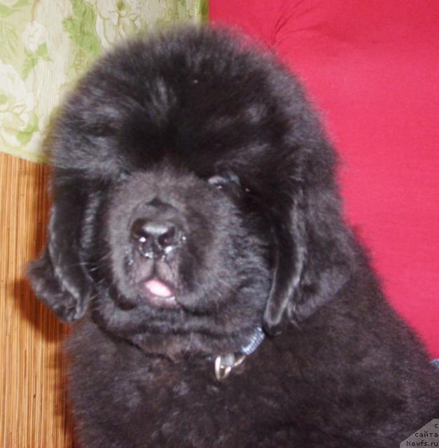 Фото: ньюфаундленд Бегущая по Волнам Хаста ла Виста (Beguschaya po Volnam Hasta la Vista)