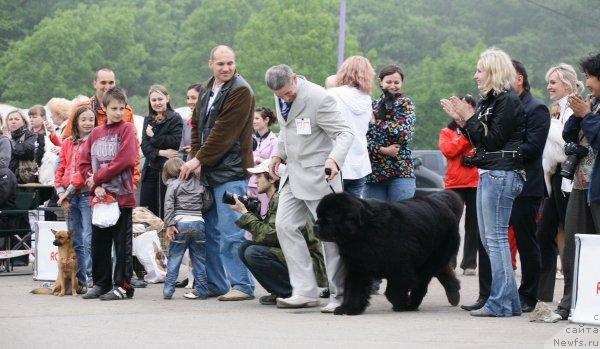Фото: ньюфаундленд Его Высочество от Сибирского Медведя (Ego Vysochestvo ot Sibirskogo Medvedja), Юрий Рахтиенко