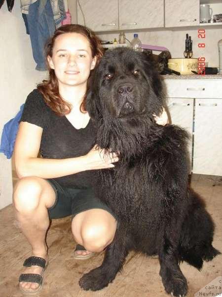 Фото: ньюфаундленд Император Всея от Сибирского Медведя