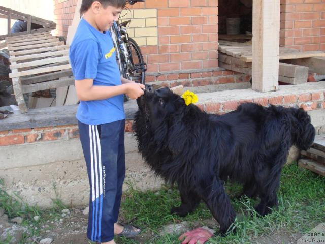 Фото: ньюфаундленд Ньюфорт Лия Обаятельная Крошка