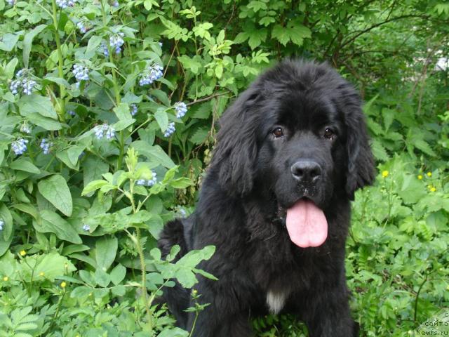 Фото: ньюфаундленд Акватория Келвин Ламборджини (Aquatoriya Kelvin Lambordghini)