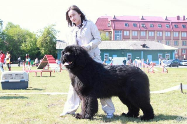 Фото: ньюфаундленд Айвенго Рыцарь Сибири