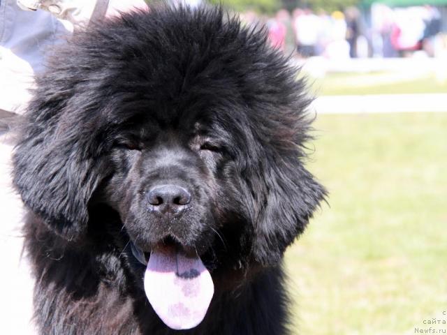 Фотография № 44313