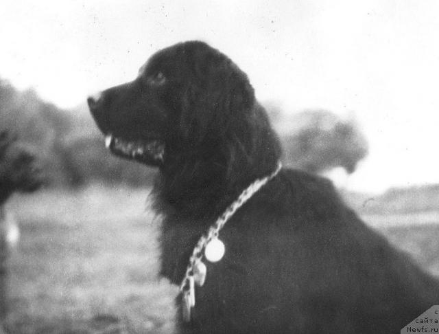 Фото: ньюфаундленд Бейле Варта