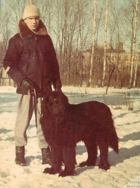 Фото: ньюфаундленд Бейле Вильда