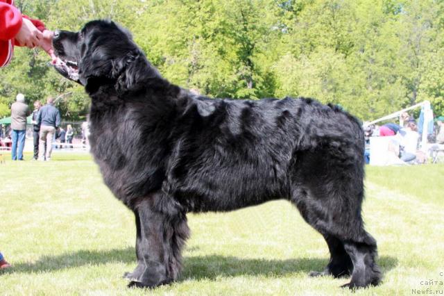 Фото: ньюфаундленд Акватория Келвин Интегра