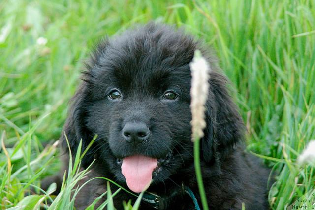Фото: ньюфаундленд Рыцарь Благородный от Марлеон Дусвик