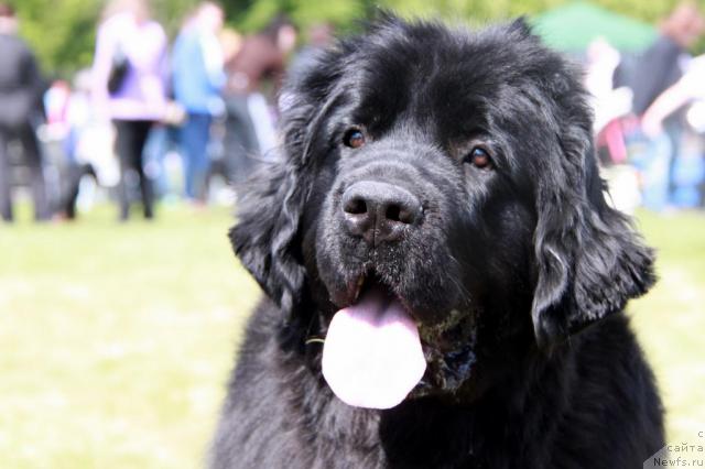 Фото: ньюфаундленд Акватория Келвин Интегра