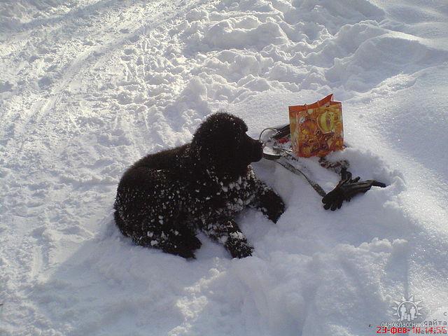 Фото: ньюфаундленд Судьбы Подарок