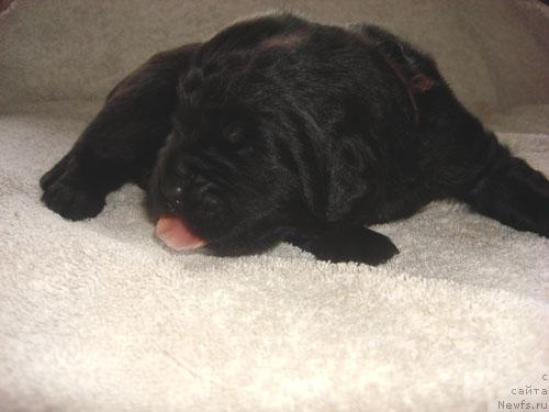 Фото: ньюфаундленд Арх Бьюти Оптимист для Елены