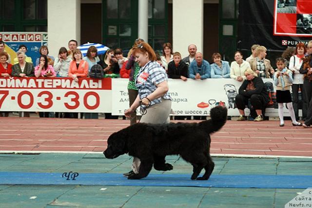 Фото: ньюфаундленд Судьбы Подарок