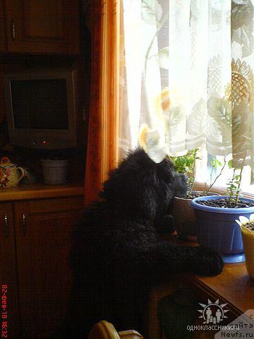 Фото: ньюфаундленд Судьбы Подарок