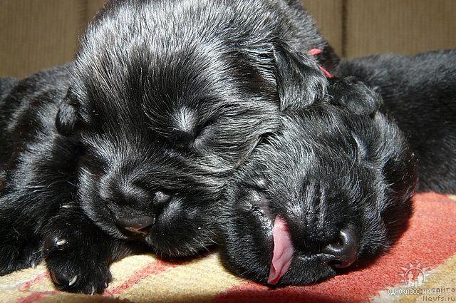 Фото: ньюфаундленд Судьбы Подарок