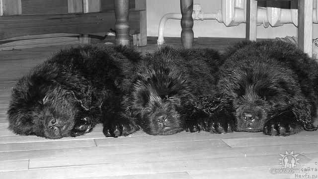 Фото: ньюфаундленд Судьбы Подарок