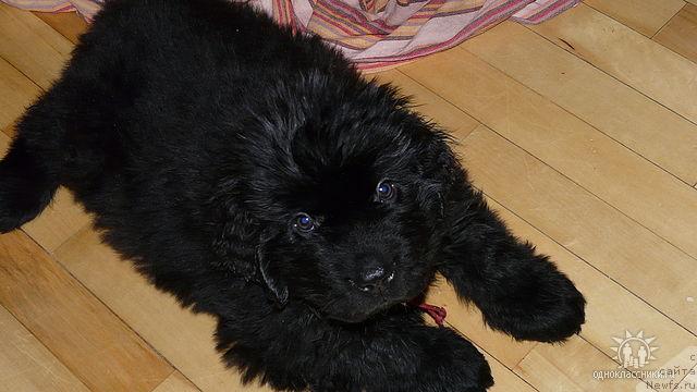 Фото: ньюфаундленд Судьбы Подарок