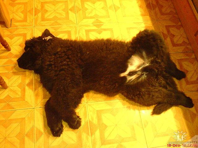 Фото: ньюфаундленд Судьбы Подарок