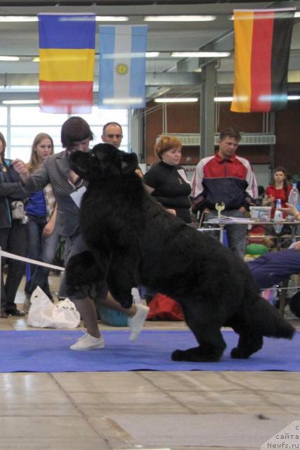 Фото: ньюфаундленд Акватория Келвин Золотой Медведь (Aquatoriya Kelvin Zolotoy Medved)