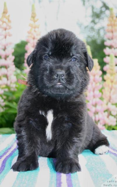 Фото: ньюфаундленд Юриоль Золотой Рассвет