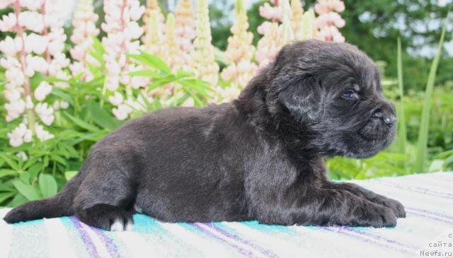 Фото: ньюфаундленд Юнителла Легенда о Любви