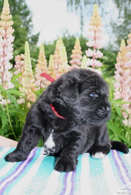 Фото: ньюфаундленд Ювелирика Магия Роскоши