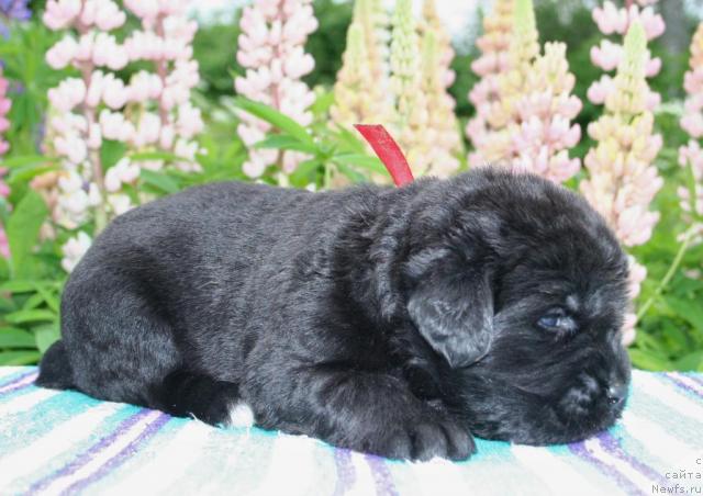 Фото: ньюфаундленд Ювелирика Магия Роскоши