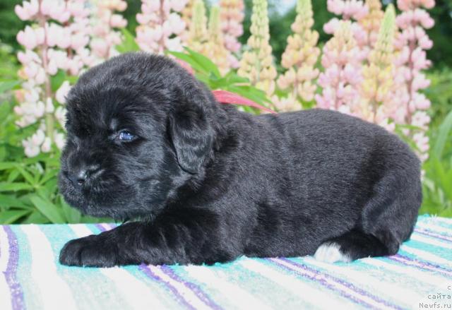 Фото: ньюфаундленд Ювелирика Магия Роскоши