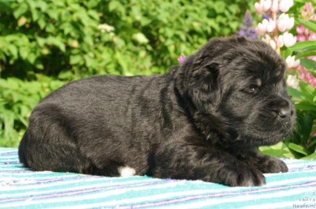 Фото: ньюфаундленд Ю-Питер фром Питер