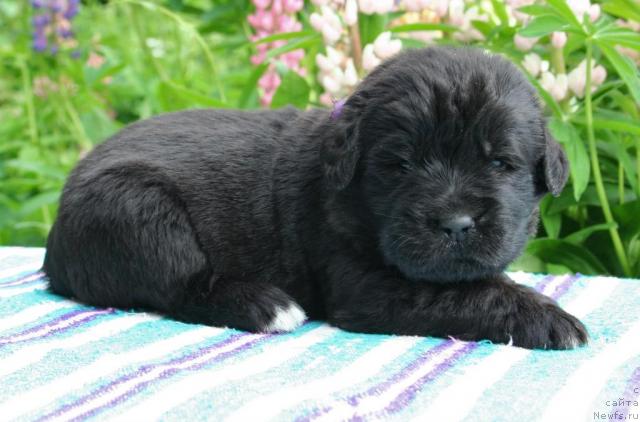 Фото: ньюфаундленд Ю-Питер фром Питер