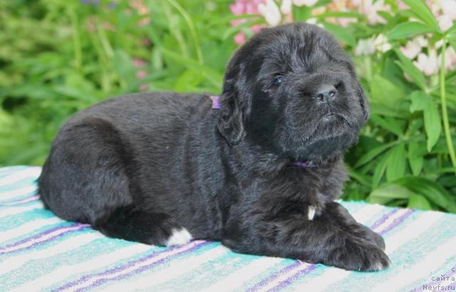 Фото: ньюфаундленд Ю-Питер фром Питер