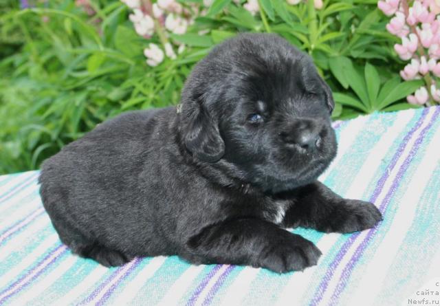 Фото: ньюфаундленд Юноксисс Тайный Советник