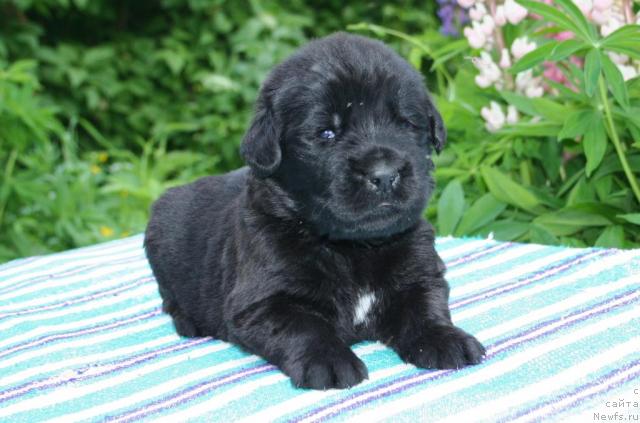 Фото: ньюфаундленд Юноксисс Тайный Советник