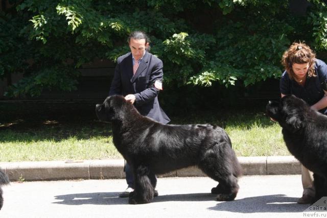 Фото: ньюфаундленд Thickish Newfoundland Keeper of Freedom