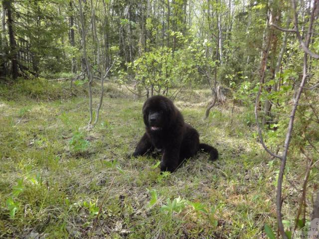 Фото: Филя на даче